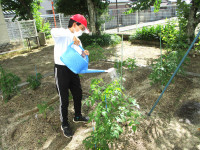 ひまわり　水やり (3)