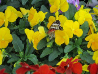 IMG_0039