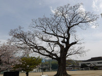 IMGP5224