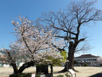 IMGP5327