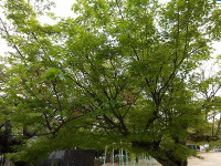 IMGP5815