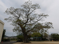 IMGP6826