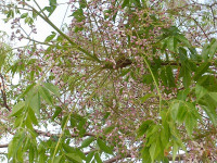 IMGP6937