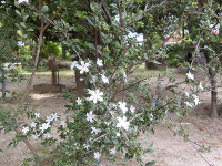 IMGP7015