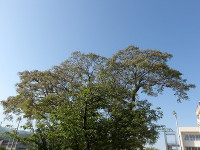 IMGP7241