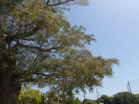 IMGP7363