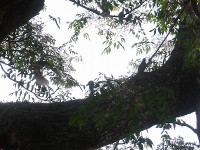 IMGP7526