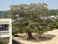 IMGP7681