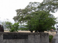 IMGP7744
