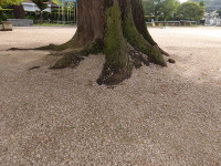 IMGP7858