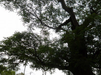 IMGP8442
