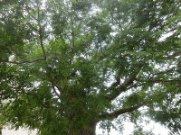 IMGP8874