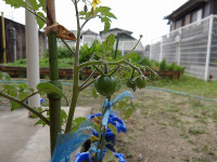 IMGP1218
