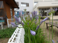 IMGP1239
