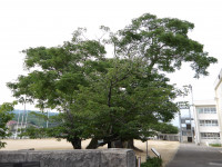IMGP0209