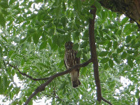 IMGP0529