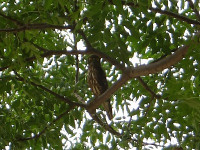 IMGP0963
