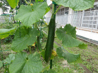 IMGP1062