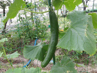 IMGP1063