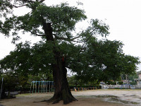 IMGP1087