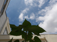 IMGP1561