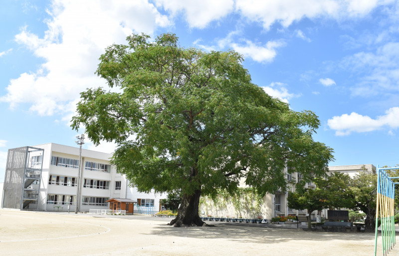 松山市立正岡小学校