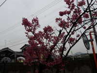 IMGP4914