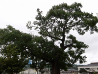 IMGP2869