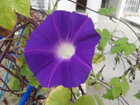IMGP3398
