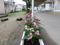 IMGP4016